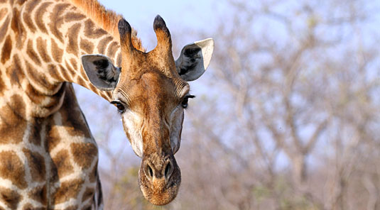 Giraffe Daily Big 5 Game Drives Inyati Game Lodge Inyati Private Game Reserve Sabi Sand Game Reserve South Africa