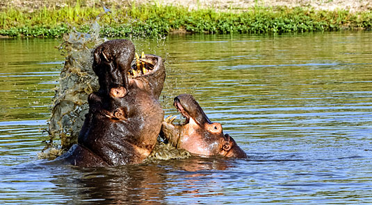 Hippos Inyati Game Lodge Sabi Sand Game Reserve Luxury Safari Lodge Accommodation Booking