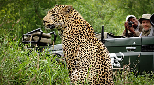Leopard Daily Big 5 Game Drives Inyati Game Lodge Inyati Private Game Reserve Sabi Sand Game Reserve South Africa
