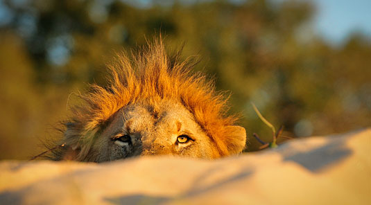 Lion Daily Big 5 Game Drives Inyati Game Lodge Inyati Private Game Reserve Sabi Sand Game Reserve South Africa