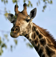Giraffe Inyati Game Lodge Sabi Sand Game Reserve Accommodation Booking