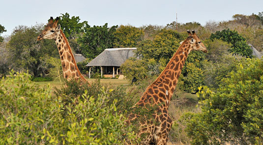 Giraffe Main Lodge Inyati Game Lodge Sabi Sand Game Reserve Luxury Safari Lodge Accommodation Booking