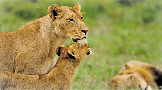 Mother Lion cub Daily Big 5 Game Drives Inyati Game Lodge Inyati Private Game Reserve Sabi Sand Game Reserve South Africa