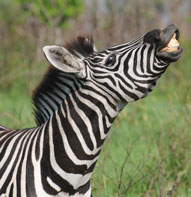 Zebra Inyati Game Lodge Sabi Sand Game Reserve Accommodation Booking