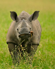 Rhino Inyati Game Lodge Sabi Sand Game Reserve Accommodation Booking