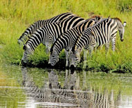Zebra waterhole Inyati Game Lodge Sabi Sand Game Reserve Accommodation Booking
